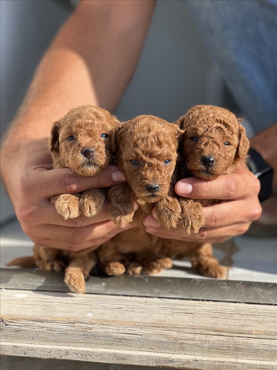תמונה 1 ,כלבים פודל   פודל טוי  למכירה באשדוד
