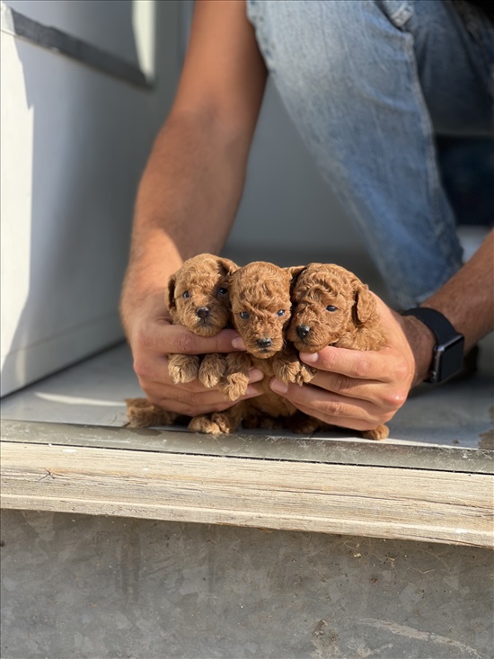 תמונה 2 ,כלבים פודל   פודל טוי  למכירה באשדוד
