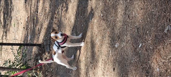 תמונה 4 ,כלבים גק ראסל טרייר   אדוארד למכירה בראשון לציון