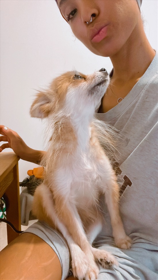 תמונה 1 ,כלבים פומרניאן   שאנל למכירה בנתניה