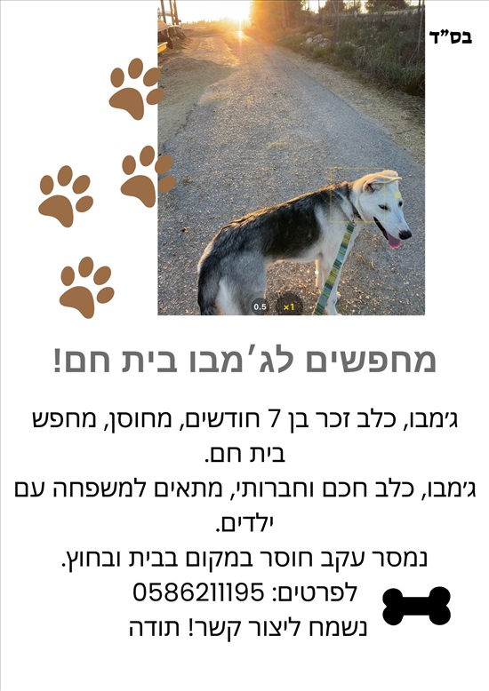 תמונה 1 ,כלבים מעורב   ג׳מבו לאימוץ במעלה גלבוע