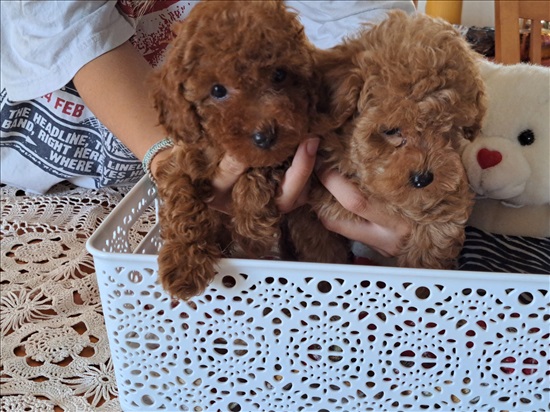 תמונה 1 ,כלבים פודל   פודי למכירה בתל אביב