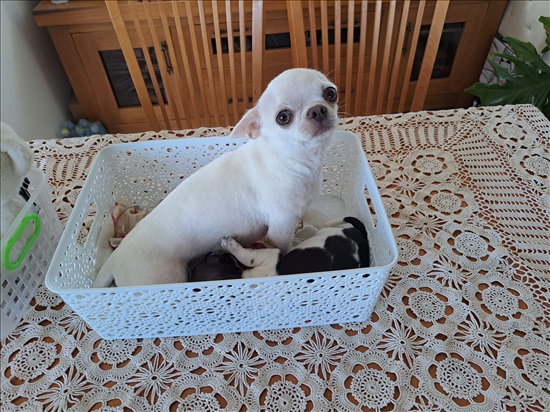 תמונה 3 ,כלבים צ`יוואווה   אוריו למכירה בכרמיאל