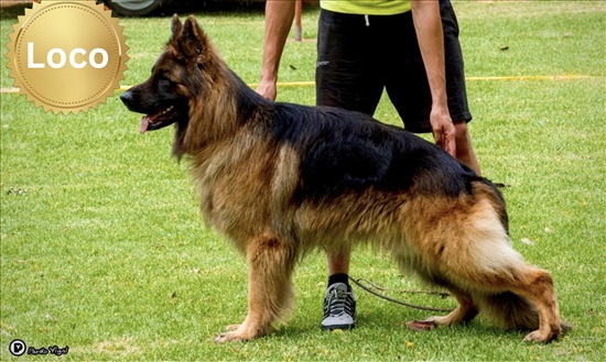 תמונה 6 ,כלבים רועה גרמני   רועה גרמני למכירה בחולון