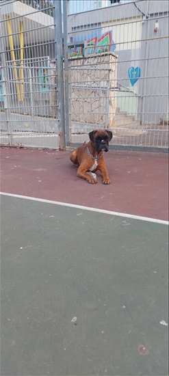 תמונה 3 ,כלבים בוקסר   קינג לשידוך בחיפה