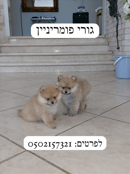 תמונה 3 ,כלבים פומרניאן   פומרניין  למכירה בשדרות