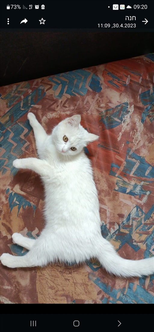 תמונה 1 ,חתולים אנגורה   גורים יפיפיים ושמחים חמודים למכירה בעמנואל