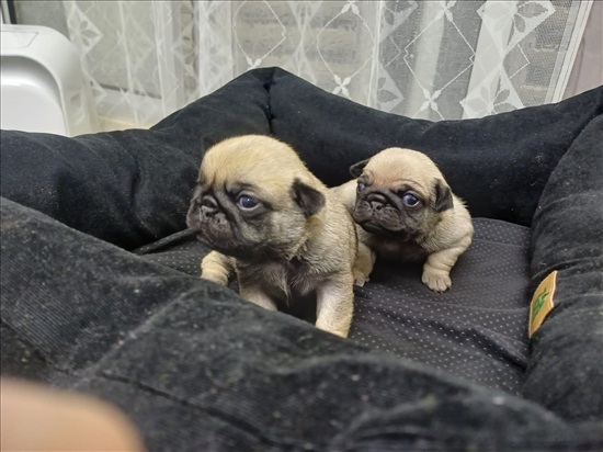 תמונה 2 ,כלבים פאג   פאג סיני למכירה בכוכב יאיר