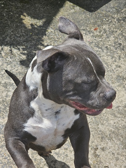 תמונה 1 ,כלבים אחר   בולי פוקט  למכירה בטבריה