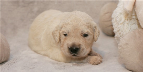 תמונה 1 ,כלבים גולדן רטריבר   גולדי למכירה בפרדס חנה-כרכור