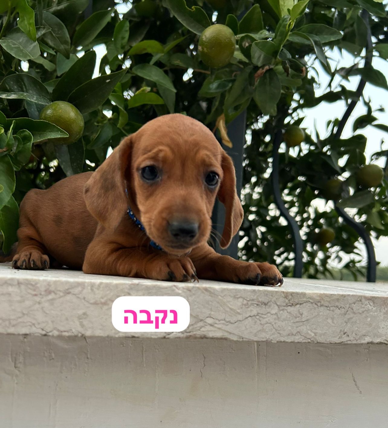 דקל (תחש) למכירה בקרית טבעון, 5000 שח, מודעה 154474 | כלבים - לוח חיות ...