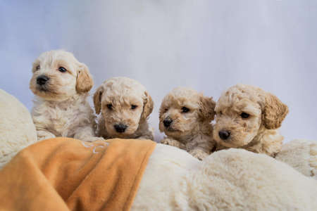 תמונה 1 ,כלבים פודל   פודל קינג רויאל למכירה בגדרה
