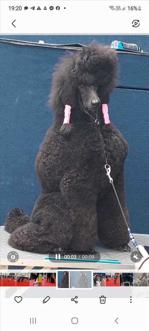 תמונה 4 ,כלבים פודל   פודל ענק למכירה בבאר שבע