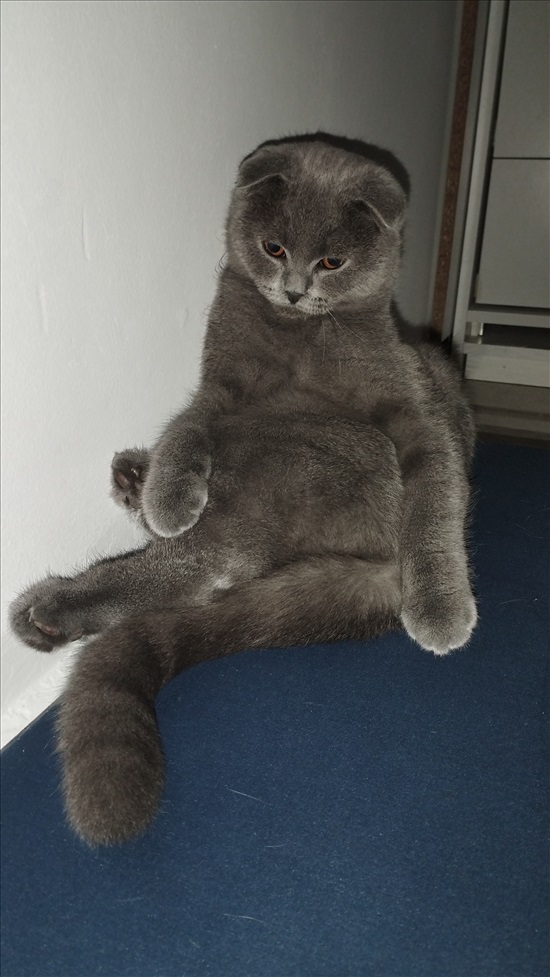 תמונה 1 ,חתולים סקוטי   קלואי לשידוך בחדרה