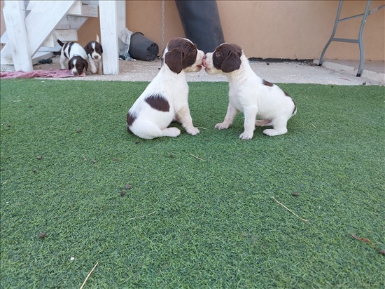 תמונה 1 ,כלבים ספרינגר ספנייל   ריילי למכירה בחגי
