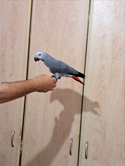 תמונה 1 ,תוכים ובעלי כנף ז`אקו   ג'אקו למכירה בגני הדר