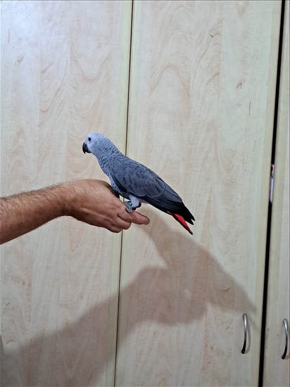 תמונה 2 ,תוכים ובעלי כנף ז`אקו   ג'אקו למכירה בגני הדר