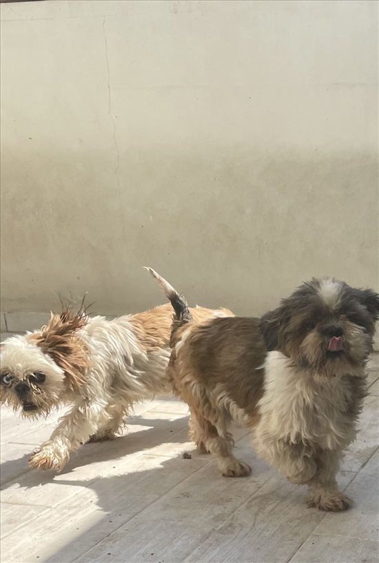 תמונה 1 ,כלבים שי צו   שי צו למכירה בדאלית אל-כרמל