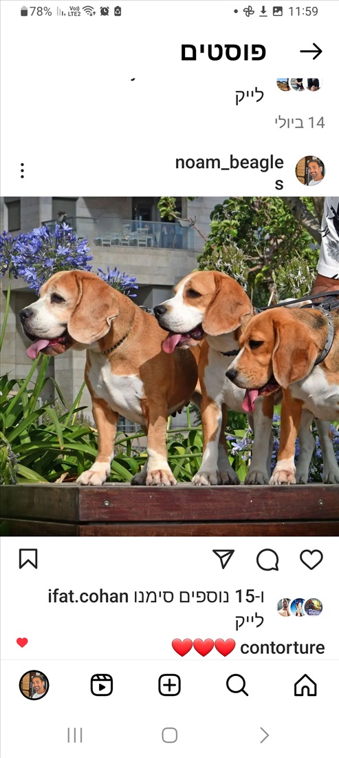תמונה 2 ,כלבים ביגל   משי למכירה בתל אביב