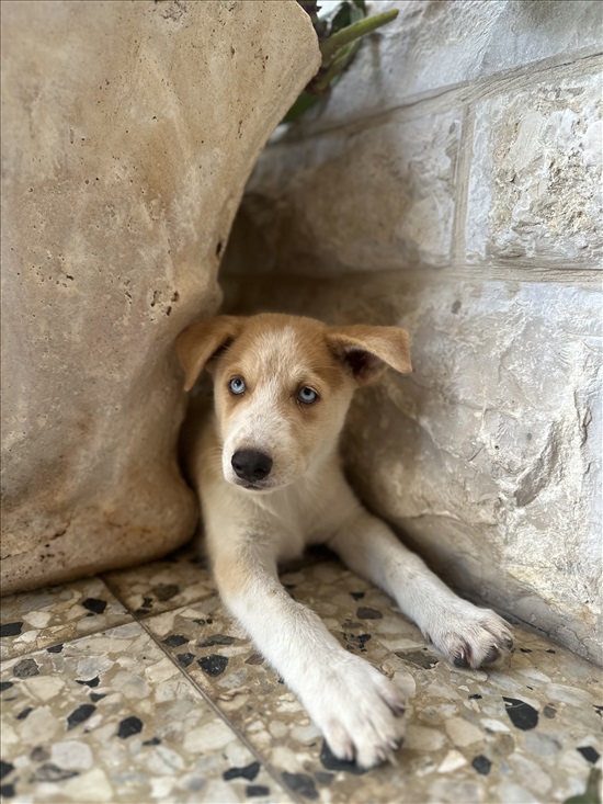 תמונה 2 ,כלבים האסקי סיביר   בקלאוה לאימוץ בבאקה אל-גרביה