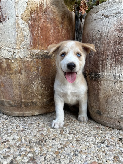 תמונה 3 ,כלבים האסקי סיביר   בקלאוה לאימוץ בבאקה אל-גרביה