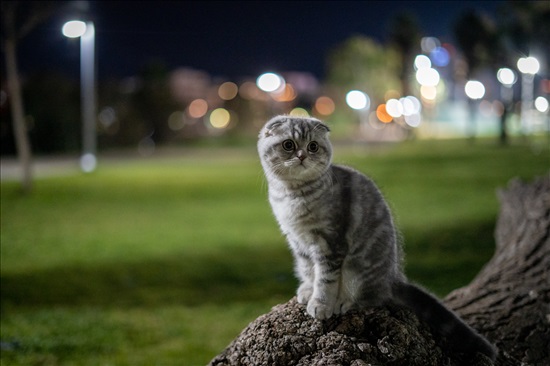 תמונה 1 ,חתולים סקוטי   ליאו למכירה בבסמה
