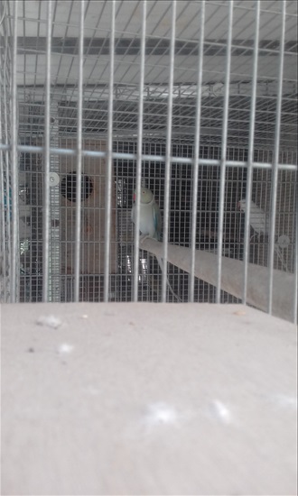 תמונה 3 ,תוכים ובעלי כנף דררה   בית גידול דררות טורקיזן פרקליט למכירה ביקיר