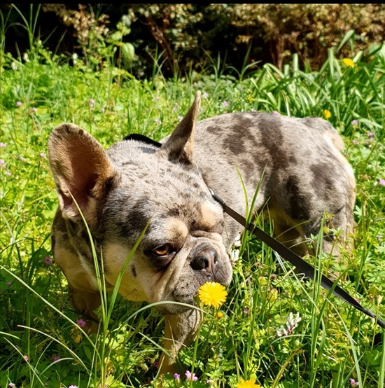 תמונה 2 ,כלבים בולדוג צרפתי    Merle למכירה בפתח תקווה