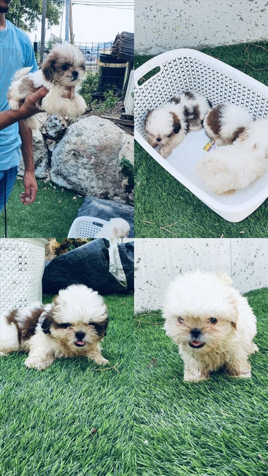 תמונה 1 ,כלבים שי צו   שי-צו למכירה בנתניה