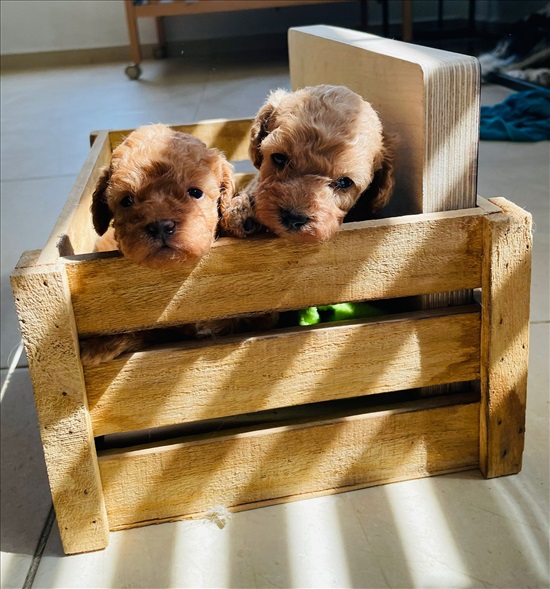 תמונה 5 ,כלבים פודל   קאי למכירה בבאר שבע