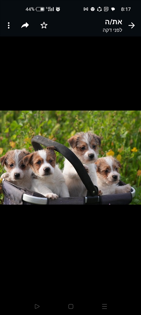 תמונה 1 ,כלבים גק ראסל טרייר    בני חודשיים  למכירה בסתריה 