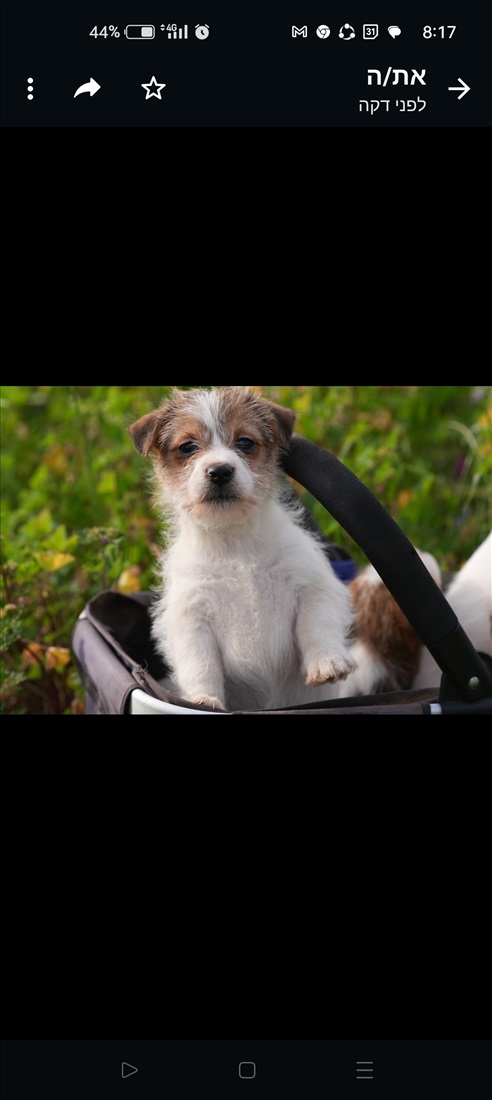 תמונה 2 ,כלבים גק ראסל טרייר    בני חודשיים  למכירה בסתריה 