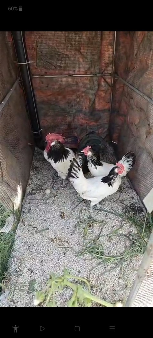 תמונה 10 ,תרנגולים אורפינגטון   תרנגולות גזעייות למכירה במשמר איילון