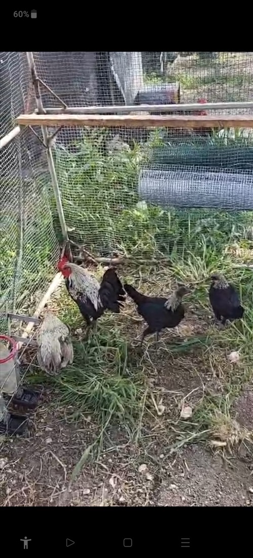 תמונה 8 ,תרנגולים אורפינגטון   תרנגולות גזעייות למכירה במשמר איילון