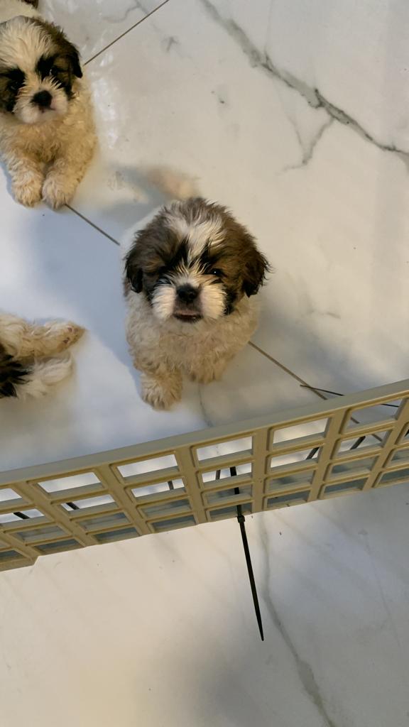 תמונה 1 ,כלבים שי צו   שיצו למכירה בפתח תקווה