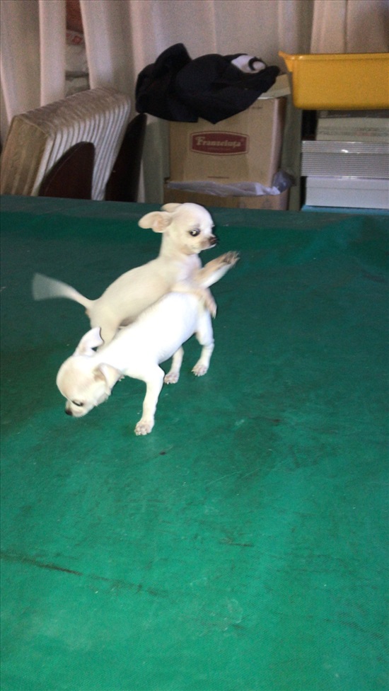 תמונה 2 ,כלבים צ`יוואווה   אהרון למכירה ברמלה