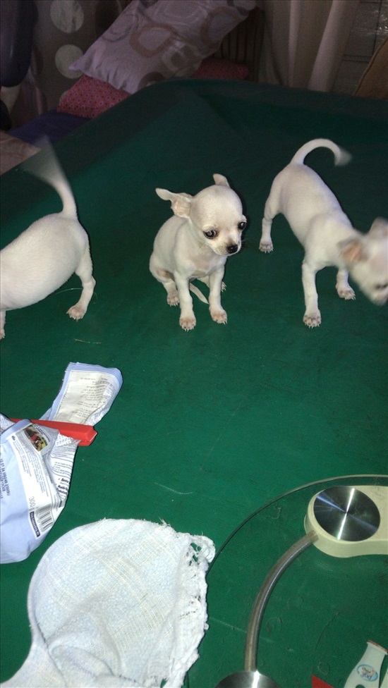 תמונה 3 ,כלבים צ`יוואווה   אהרון למכירה ברמלה