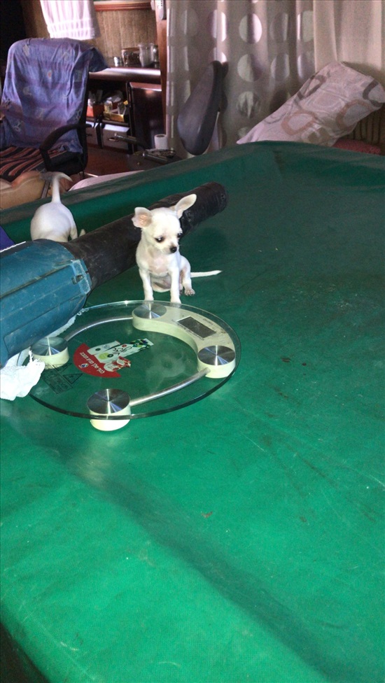 תמונה 4 ,כלבים צ`יוואווה   אהרון למכירה ברמלה