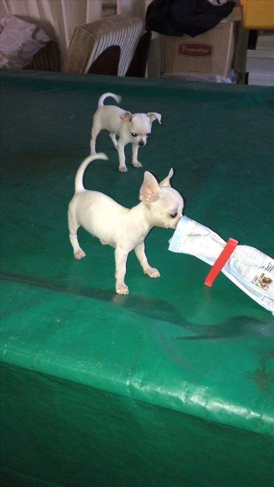 תמונה 6 ,כלבים צ`יוואווה   אהרון למכירה ברמלה