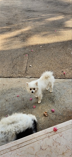 תמונה 1 ,כלבים פומרניאן   אליס למכירה בכפר ורדים