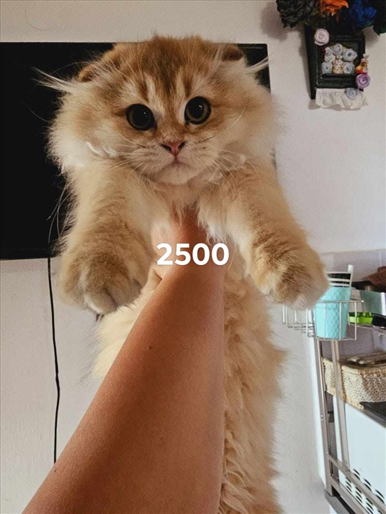 תמונה 1 ,חתולים Scotish Fold   סקוטי פלד  למכירה בערד