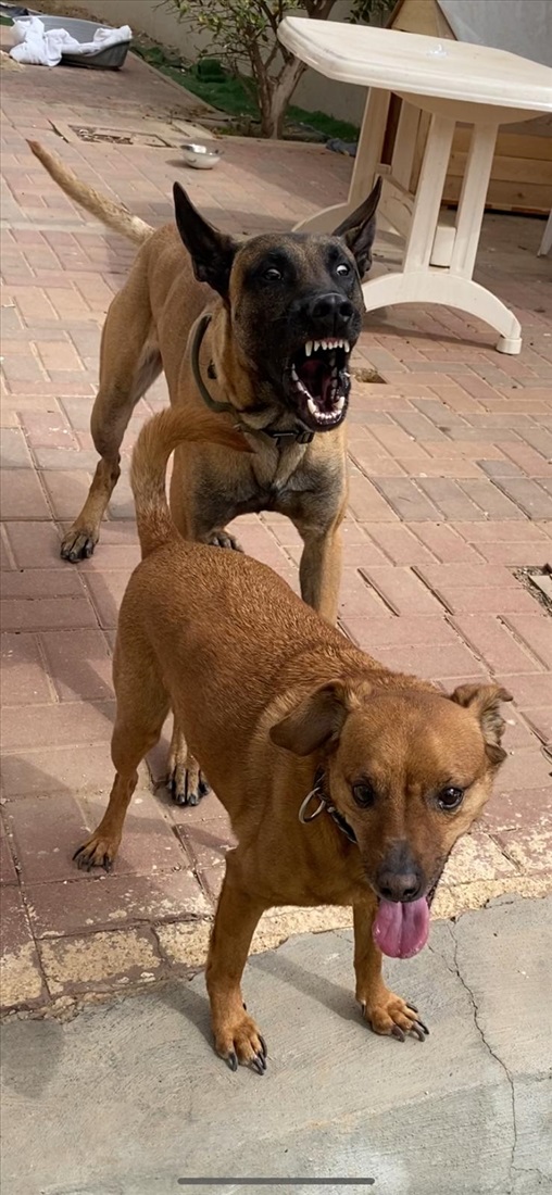 תמונה 2 ,כלבים מעורב   ציקו  למסירה בבארשבע