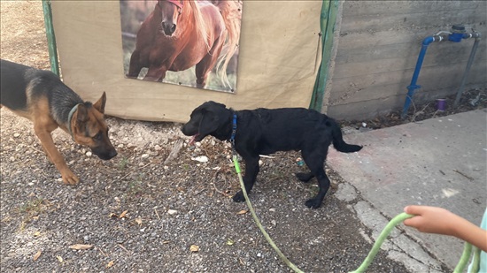 תמונה 2 ,כלבים לברדור רטריבר   מסי למכירה בק אתא