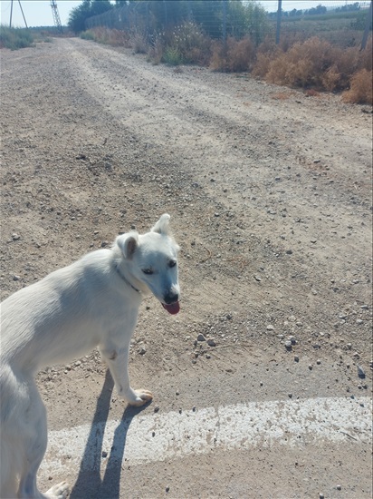 תמונה 1 ,כלבים אחר   טוסנה למסירה בשדה יואב