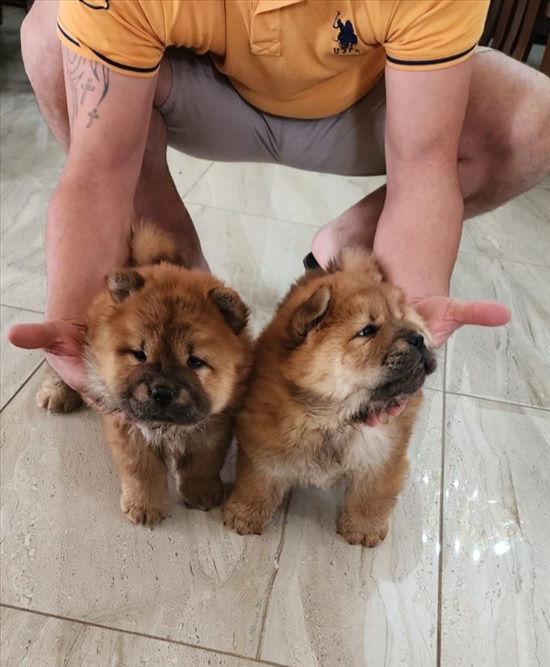 תמונה 1 ,כלבים צ`או צ`או   אמיר למכירה במעיליא