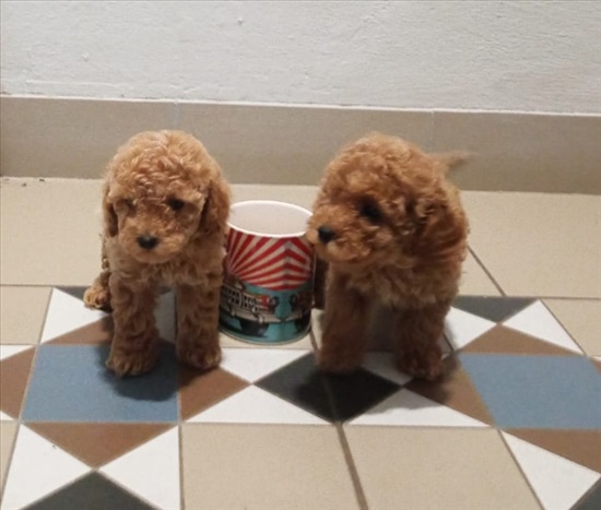 תמונה 6 ,כלבים פודל   פודל ננסי/טוי למכירה בירושלים