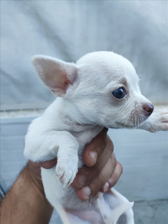 תמונה 1 ,כלבים צ`יוואווה   כלבים למכירה בצפת