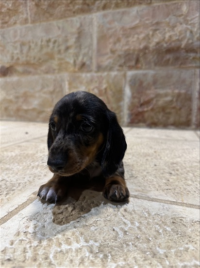 תמונה 2 ,כלבים דקל (תחש)   תחש למכירה בתל אביב