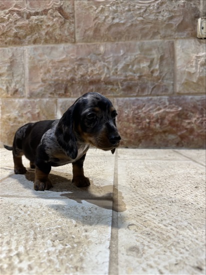תמונה 4 ,כלבים דקל (תחש)   תחש למכירה בתל אביב