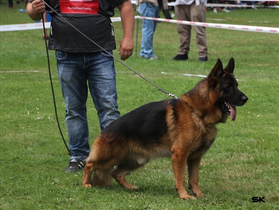 תמונה 1 ,כלבים רועה גרמני   אילן למכירה בחורפיש